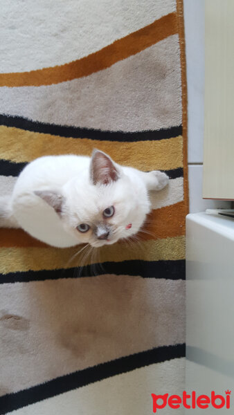 British Shorthair, Kedi  Nazar fotoğrafı