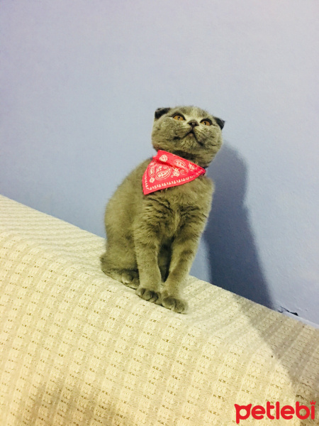 Scottish Fold, Kedi  Lisa fotoğrafı