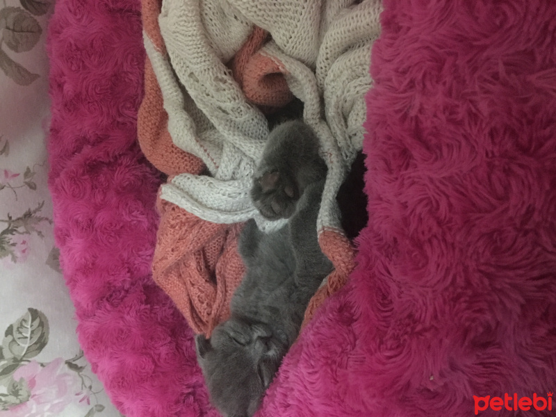 Scottish Fold, Kedi  Lisa fotoğrafı