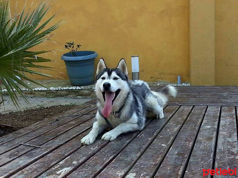 Sibirya Kurdu (Husky), Köpek  kral fotoğrafı