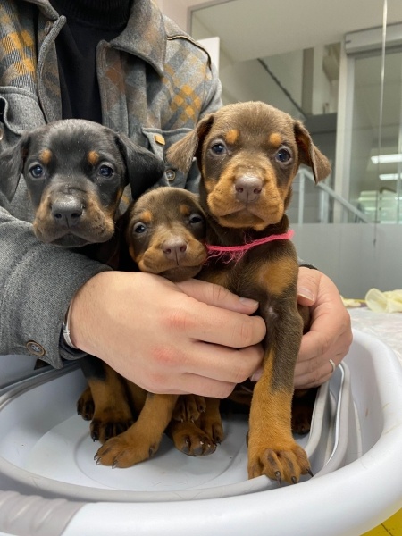 Doberman Pinscher, Köpek  Lena (5436270763) fotoğrafı