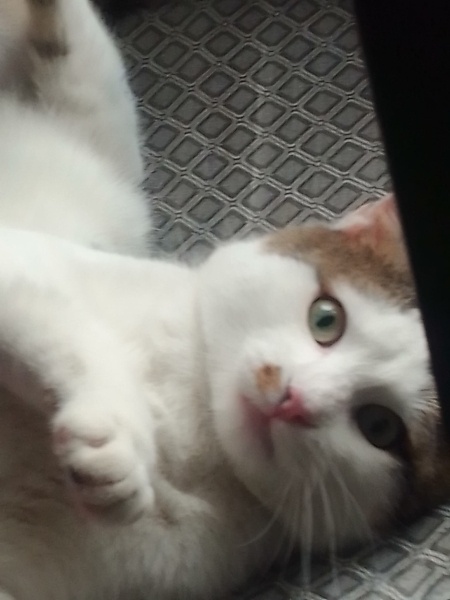 Tekir Kedi, Kedi  Dobi fotoğrafı