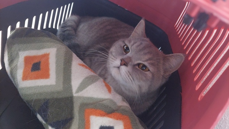 British Shorthair, Kedi  Paşa fotoğrafı