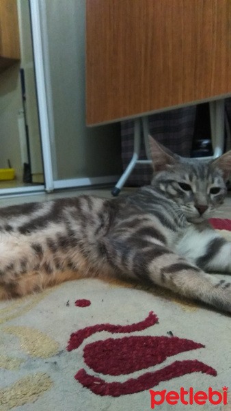 Tekir Kedi, Kedi  Barsik fotoğrafı