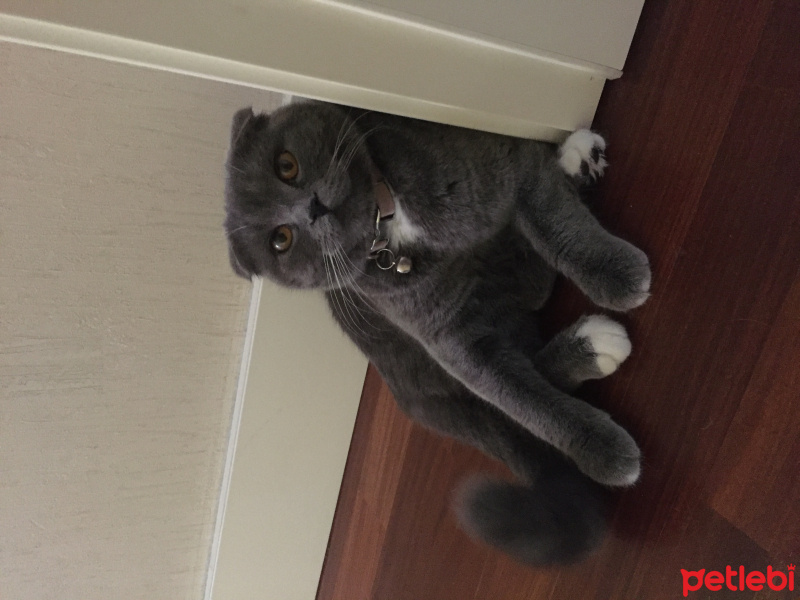 Scottish Fold, Kedi  Venüs fotoğrafı