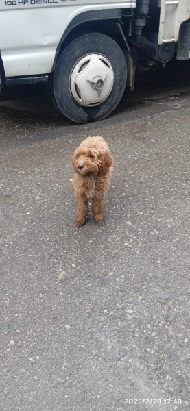 Poodle(Standart Kaniş), Köpek  Fındık fotoğrafı