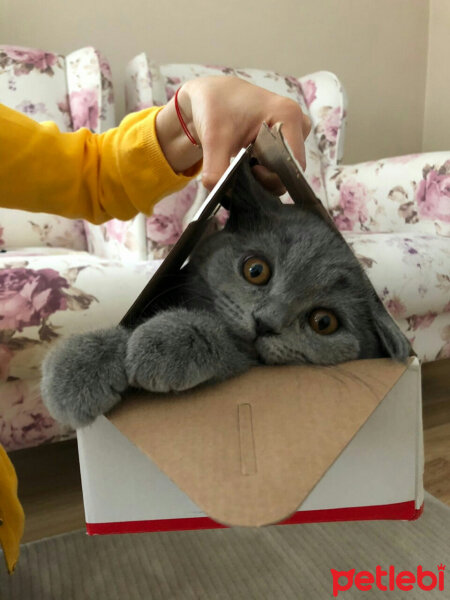 British Shorthair, Kedi  Mirmir fotoğrafı