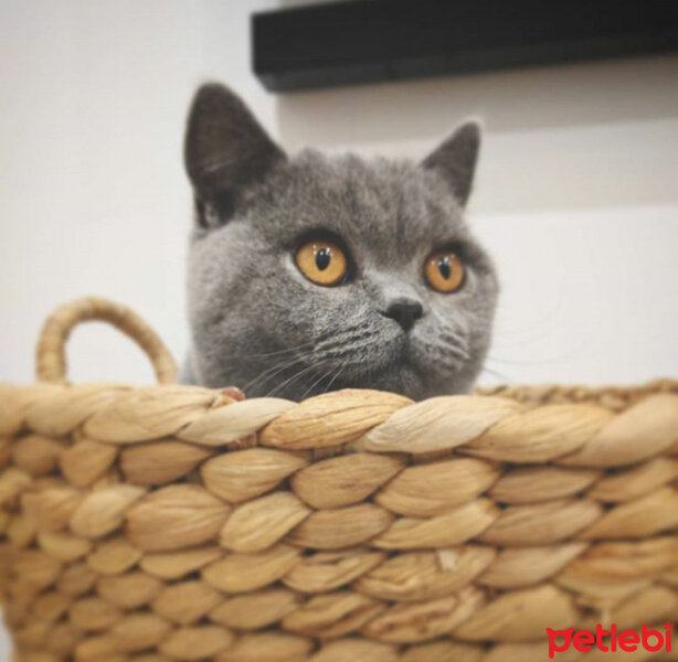 British Shorthair, Kedi  Mirmir fotoğrafı