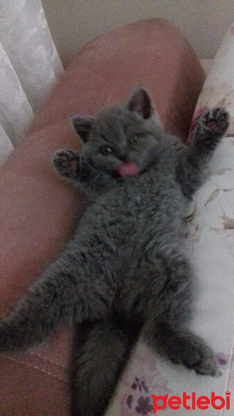 British Shorthair, Kedi  Mirmir fotoğrafı