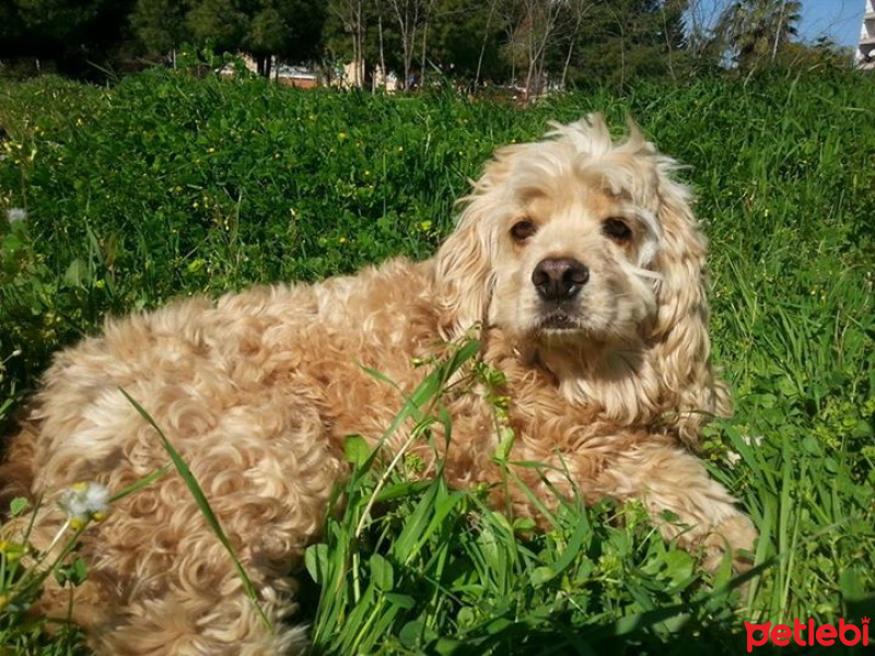 Amerikan Cocker Spaniel, Köpek  bady fotoğrafı