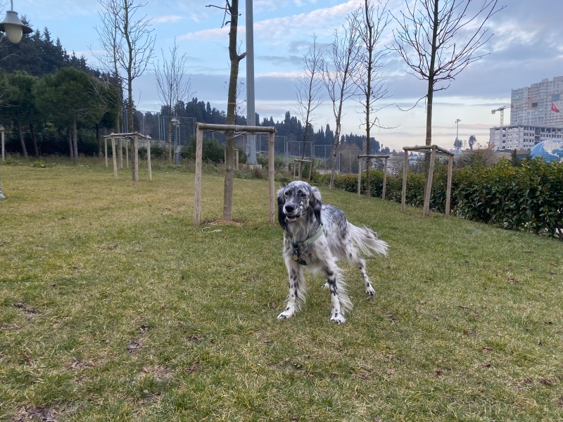 İngiliz Setter, Köpek  Pera fotoğrafı