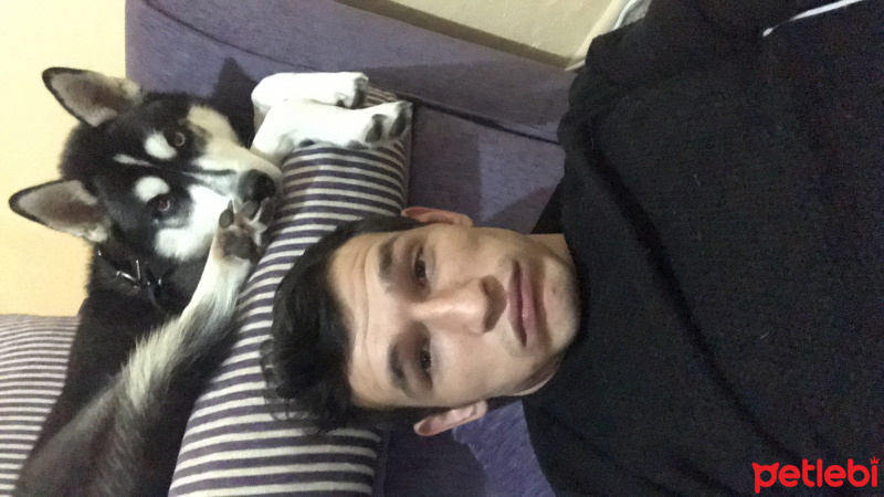 Sibirya Kurdu (Husky), Köpek  Rüzgar fotoğrafı
