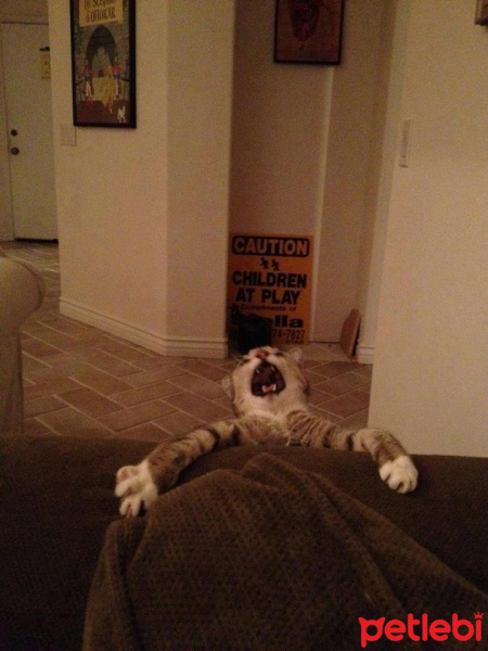 Colorpoint Shorthair, Kedi  Sofi fotoğrafı