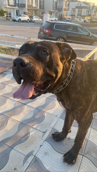 Cane Corso Italiano, Köpek  HERKÜL fotoğrafı