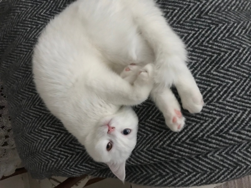 British Shorthair, Kedi  Şanslı fotoğrafı