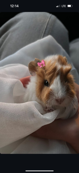 Guinea Pig, Kemirgen  İncik fotoğrafı