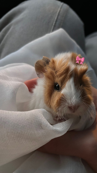 Guinea Pig, Kemirgen  İncik fotoğrafı