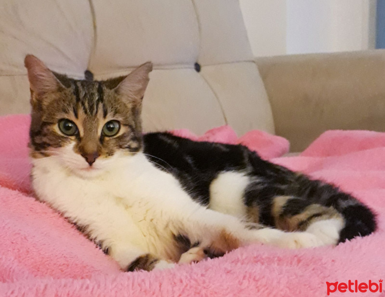 Tekir Kedi, Kedi  ŞIMARIK fotoğrafı
