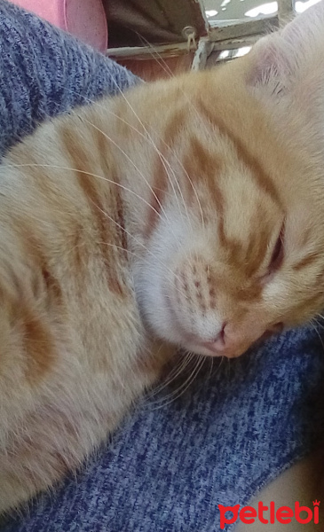 Tekir Kedi, Kedi  Maya fotoğrafı