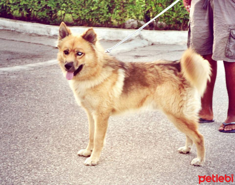 Alman Çoban Köpeği, Köpek  Whisky fotoğrafı