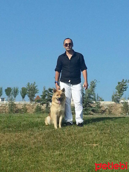 Alman Çoban Köpeği, Köpek  Whisky fotoğrafı