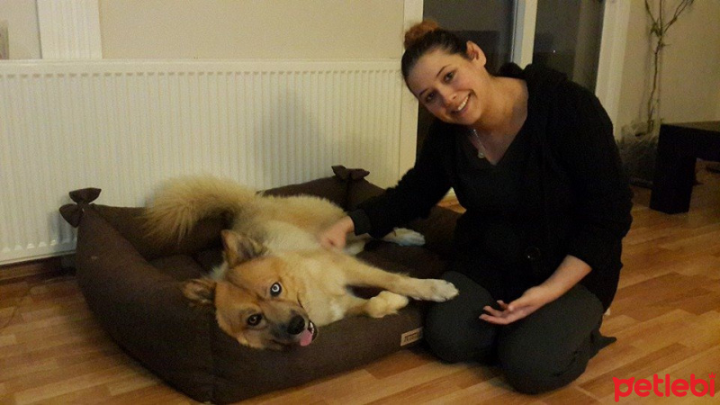 Alman Çoban Köpeği, Köpek  Whisky fotoğrafı