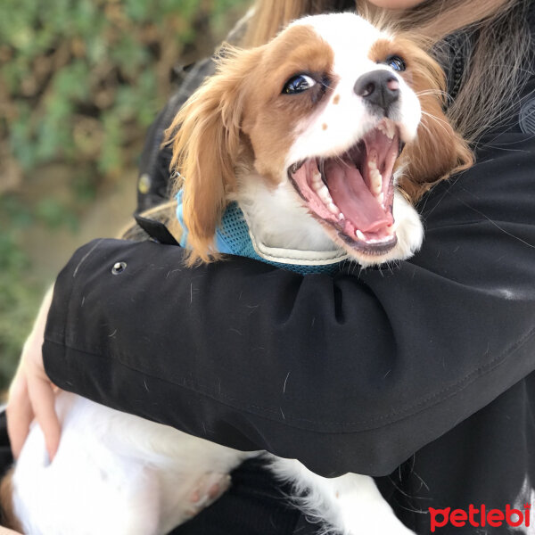 Cavalier King Charles Spanieli, Köpek  cookie fotoğrafı