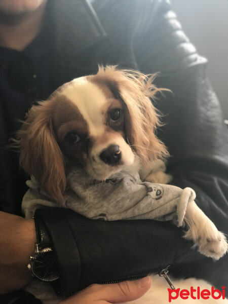 Cavalier King Charles Spanieli, Köpek  cookie fotoğrafı