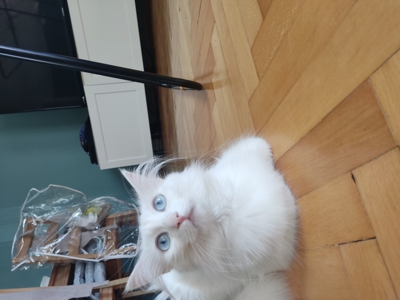 Ankara Kedisi, Kedi  Beyaz fotoğrafı