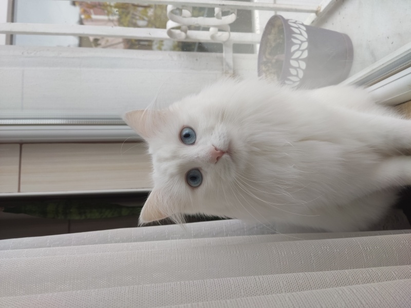 Ankara Kedisi, Kedi  Beyaz fotoğrafı