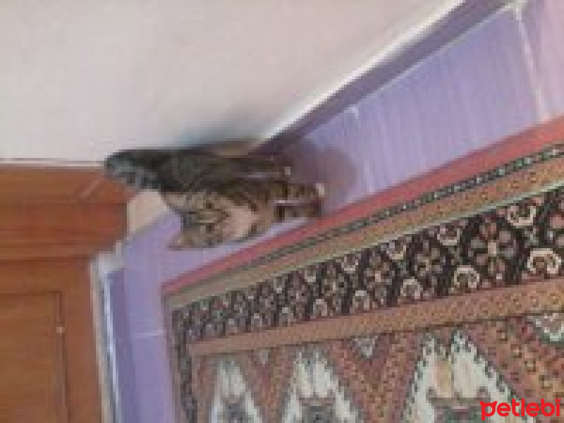 Tekir Kedi, Kedi  kiti fotoğrafı