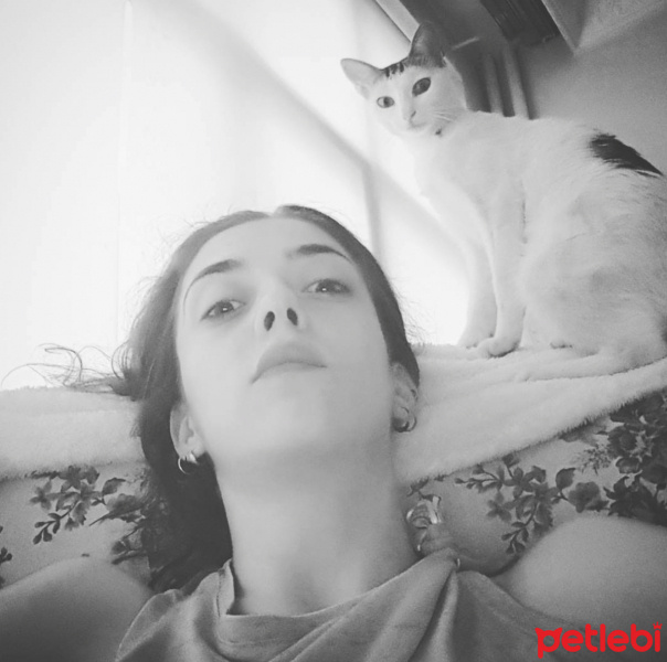Tekir Kedi, Kedi  KOKORO fotoğrafı