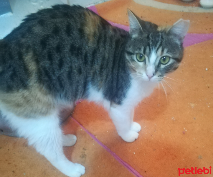 Tekir Kedi, Kedi  Seftali fotoğrafı