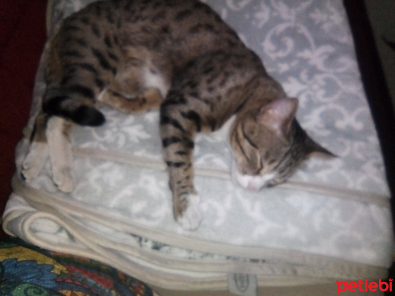 Tekir Kedi, Kedi  Nigüş fotoğrafı