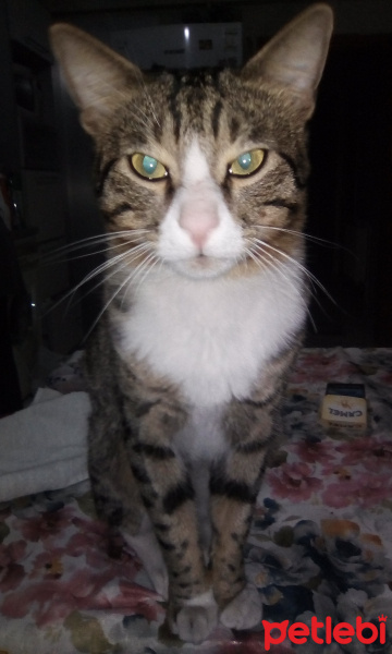Tekir Kedi, Kedi  Nigüş fotoğrafı