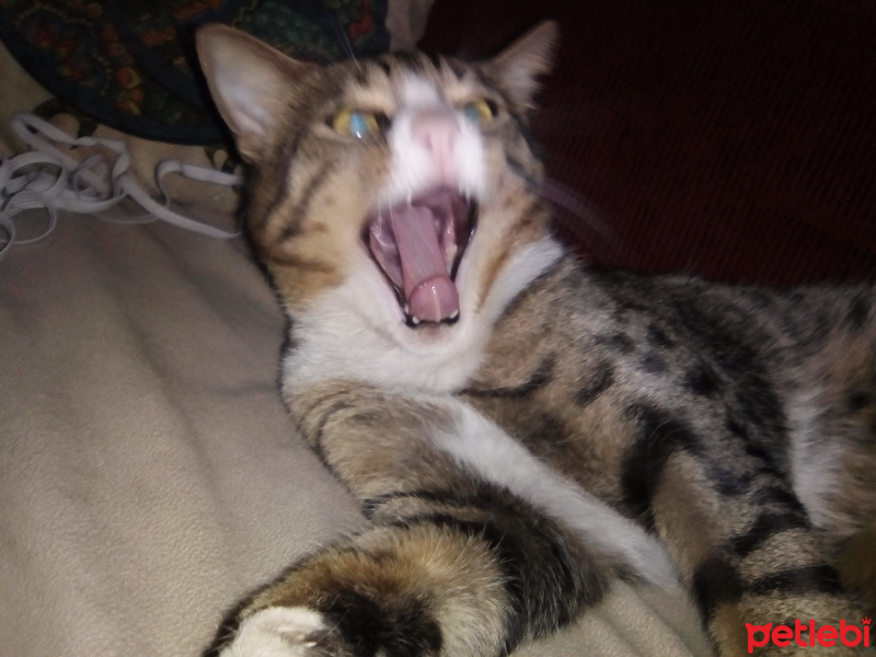 Tekir Kedi, Kedi  Nigüş fotoğrafı