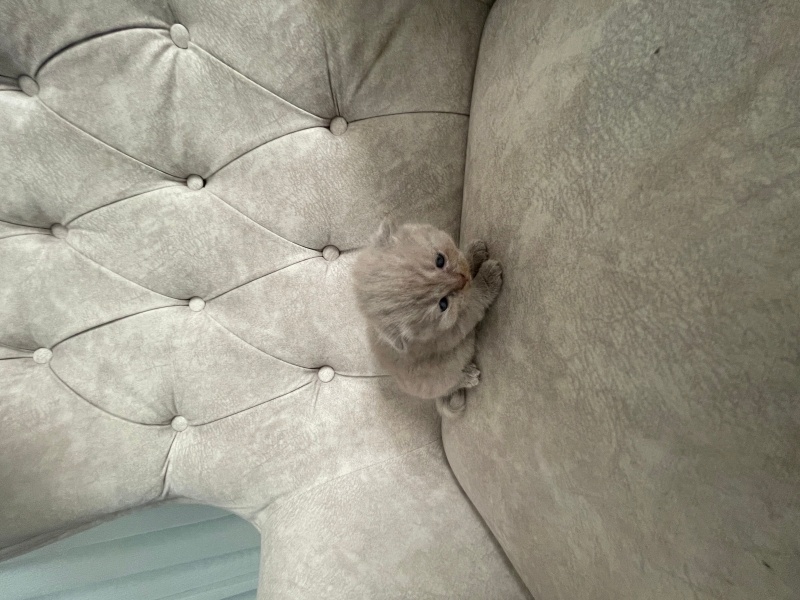 British Shorthair, Kedi  Yavru fotoğrafı