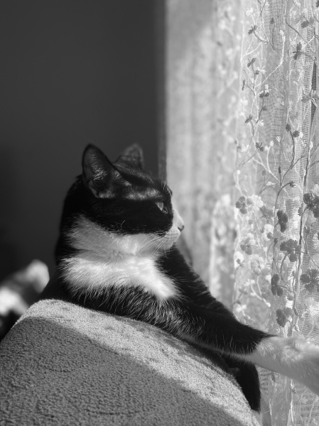 Tekir Kedi, Kedi  Sakız fotoğrafı