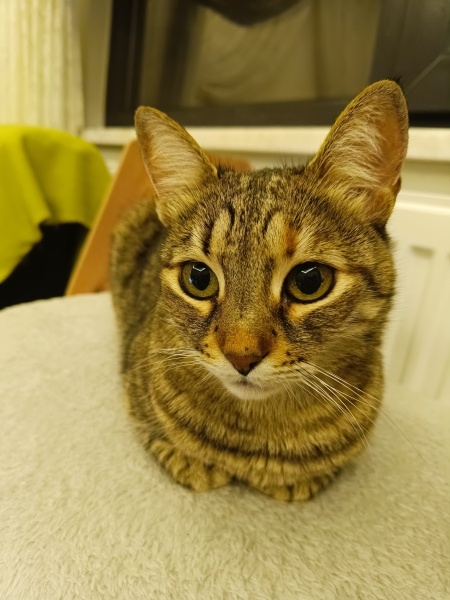 Tekir Kedi, Kedi  Nimet fotoğrafı