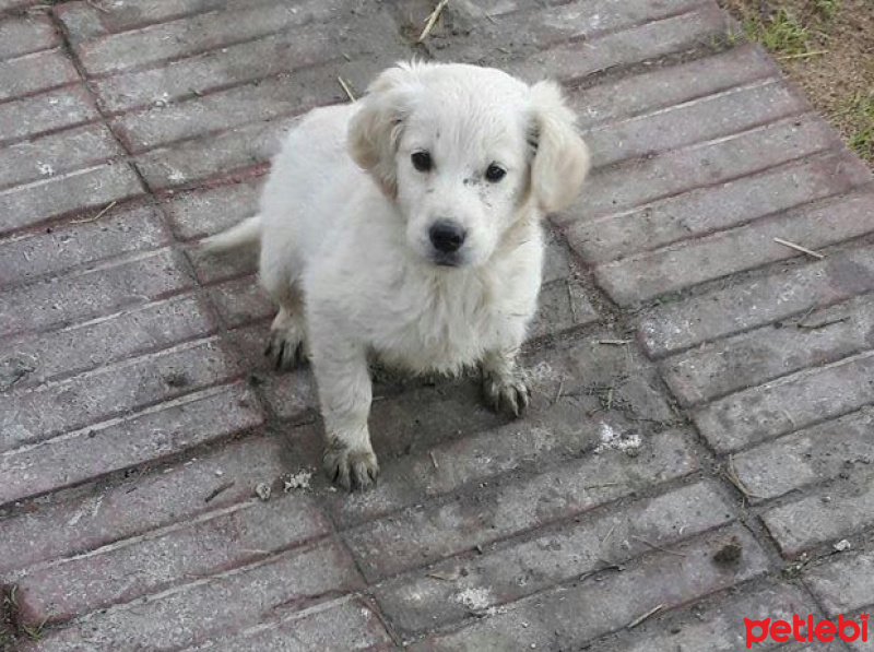 Golden Retriever, Köpek  Meera fotoğrafı