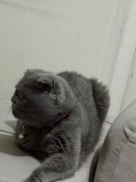 British Shorthair, Kedi  Mia fotoğrafı
