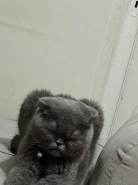British Shorthair, Kedi  Mia fotoğrafı