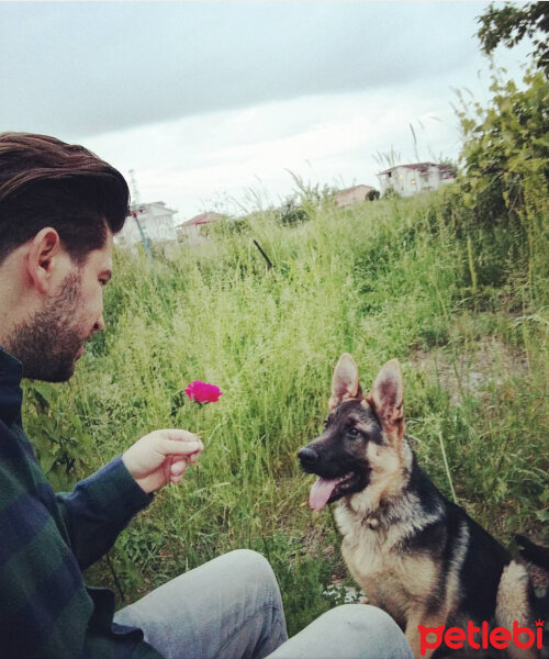 Alman Çoban Köpeği, Köpek  Poyraz fotoğrafı