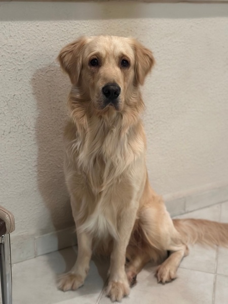 Golden Retriever, Köpek  MAT fotoğrafı