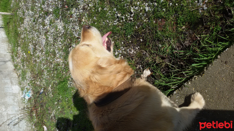 Golden Retriever, Köpek  rokie fotoğrafı