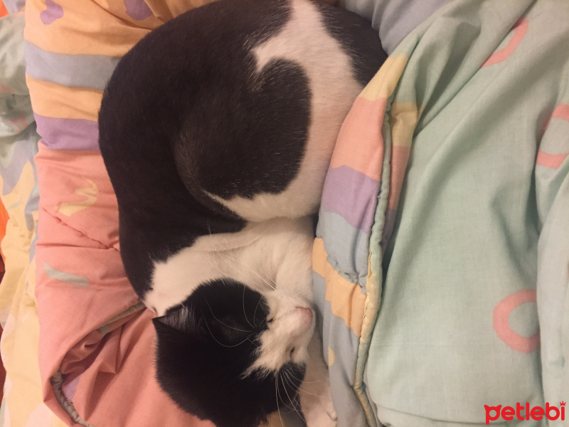 Soke, Kedi  Pascal fotoğrafı