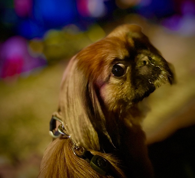 Pekingese, Köpek  Lady fotoğrafı