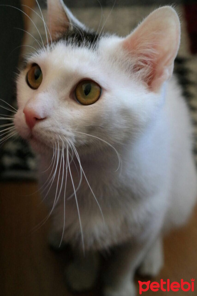 Tekir Kedi, Kedi  Behlül fotoğrafı