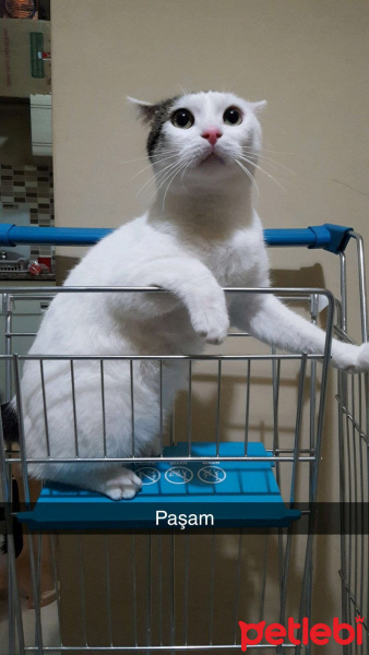 Tekir Kedi, Kedi  Behlül fotoğrafı