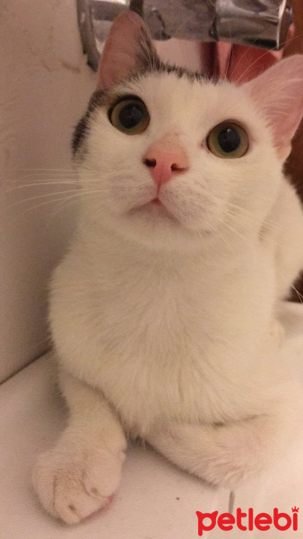 Tekir Kedi, Kedi  Behlül fotoğrafı